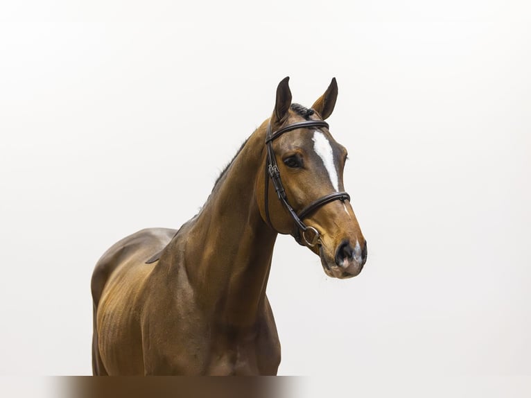 KWPN Hongre 5 Ans 166 cm Bai brun in Waddinxveen