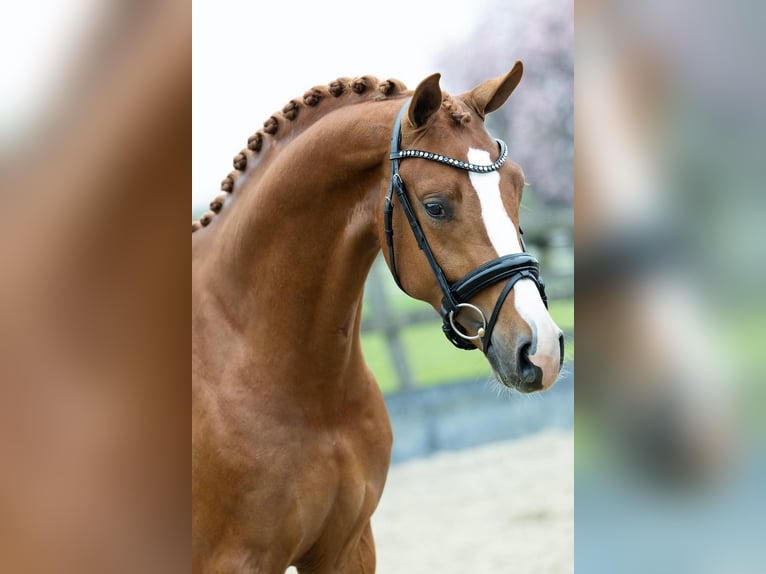 KWPN Hongre 5 Ans 167 cm Alezan in massa lombarda