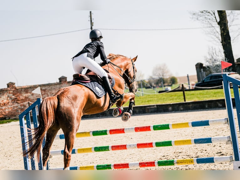 KWPN Hongre 5 Ans 167 cm Alezan in Poznań