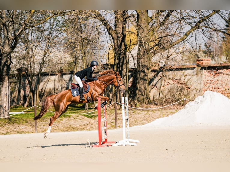 KWPN Hongre 5 Ans 167 cm Alezan in Poznań