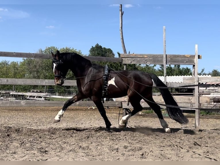 KWPN Hongre 5 Ans 167 cm Bai in Szatymaz