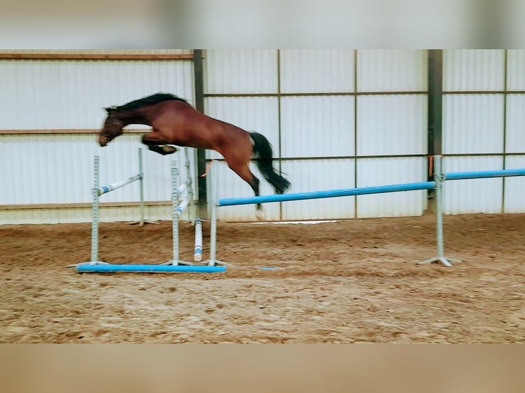 KWPN Hongre 5 Ans 167 cm Bai brun foncé in Diepenveen