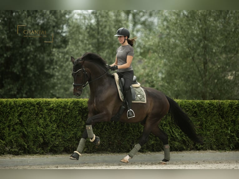 KWPN Hongre 5 Ans 167 cm Bai brun foncé in Nijkerk