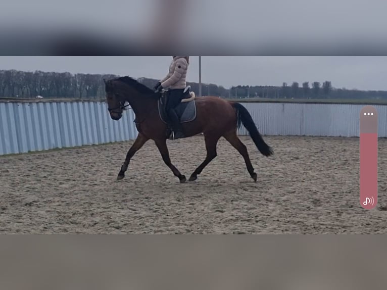 KWPN Hongre 5 Ans 167 cm Bai in Medemblik