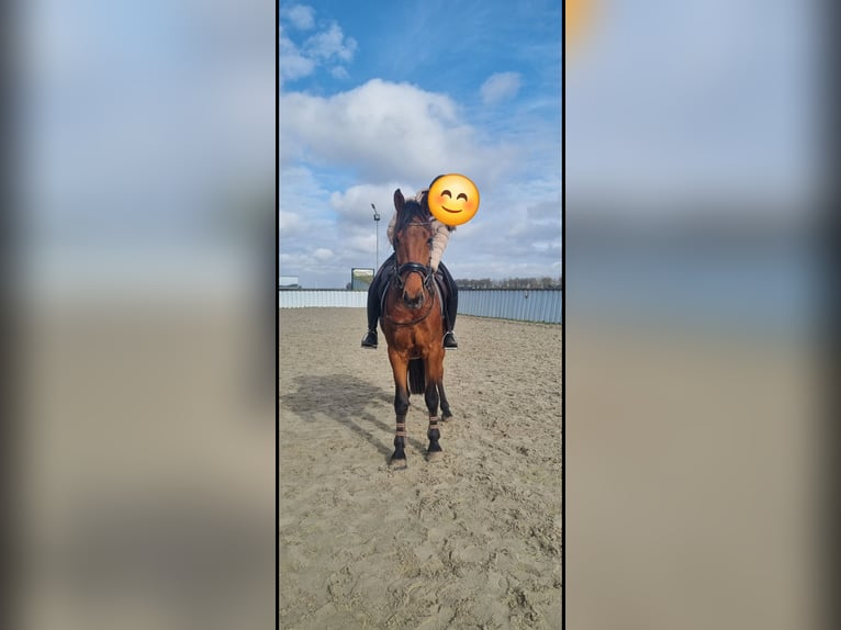 KWPN Hongre 5 Ans 167 cm Bai in Medemblik