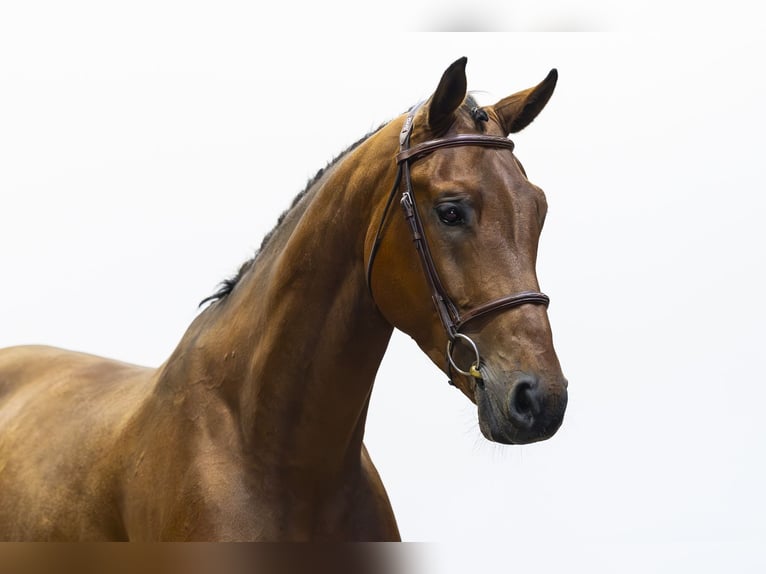 KWPN Hongre 5 Ans 167 cm Bai in Waddinxveen