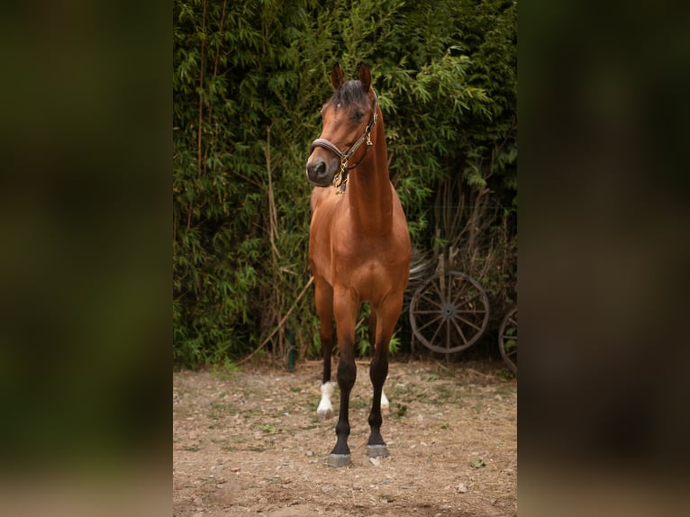 KWPN Hongre 5 Ans 167 cm Bai in Kessenich