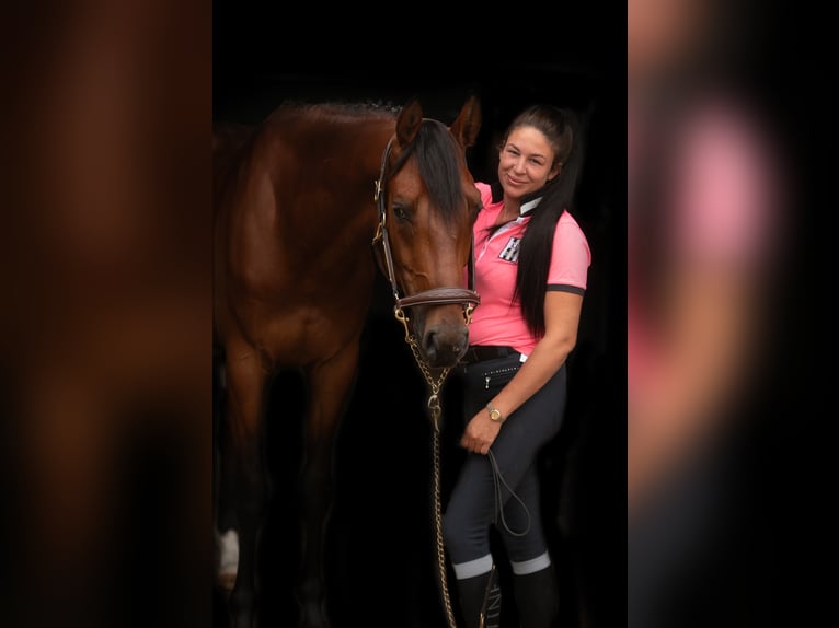 KWPN Hongre 5 Ans 167 cm Bai in Kessenich