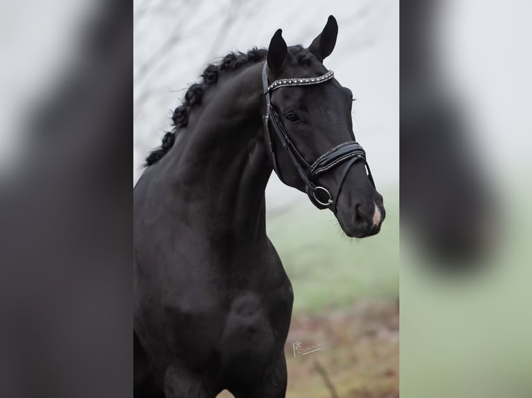 KWPN Hongre 5 Ans 167 cm Noir in Peer