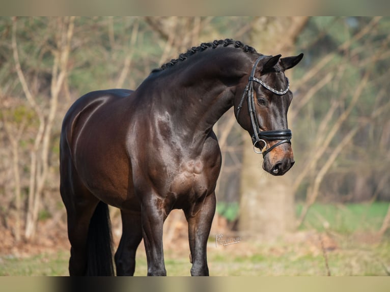 KWPN Hongre 5 Ans 168 cm Bai brun in Peer