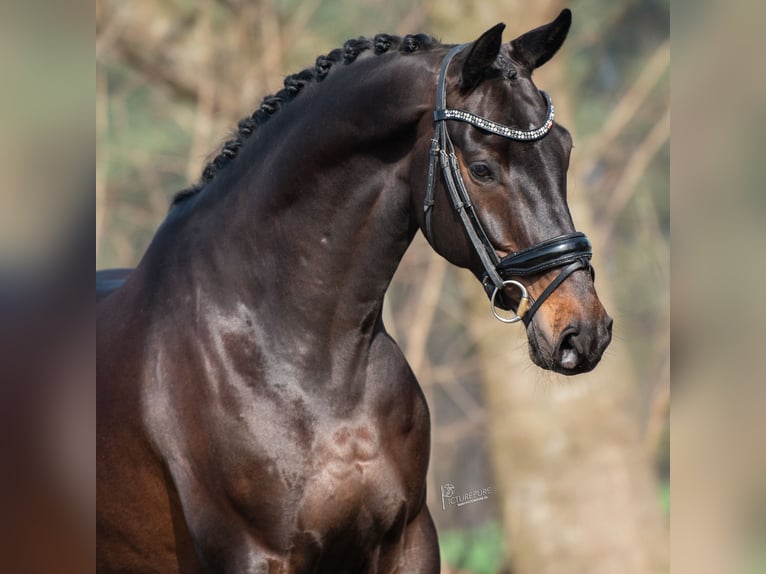 KWPN Hongre 5 Ans 168 cm Bai brun in Peer