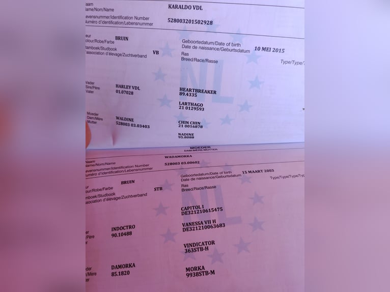 KWPN Hongre 5 Ans 168 cm Bai brun in Debrecen KWPN Hongre 5 Ans 168 cm Bai brun in Debrecen