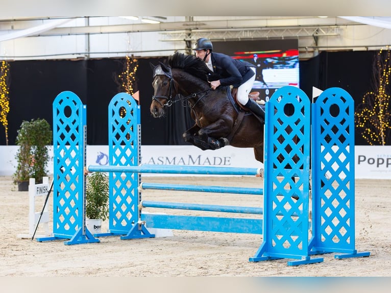 KWPN Hongre 5 Ans 168 cm Bai brun in Geesteren