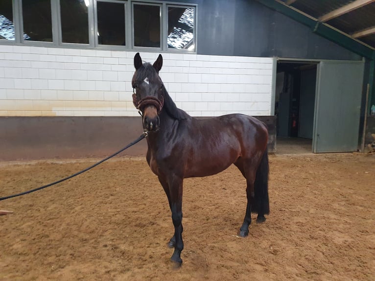 KWPN Hongre 5 Ans 168 cm Bai brun in Geesteren