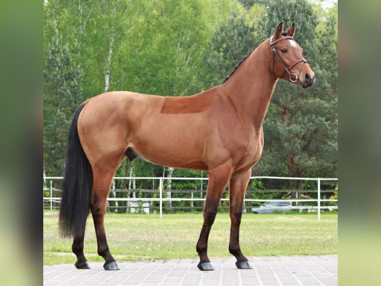 KWPN Hongre 5 Ans 168 cm Bai cerise in Warsaw