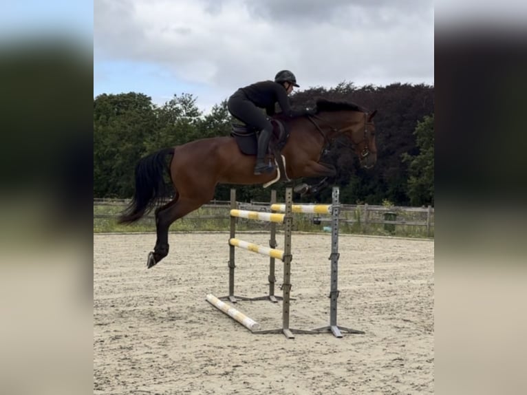KWPN Hongre 5 Ans 168 cm Bai in Oostvoorne