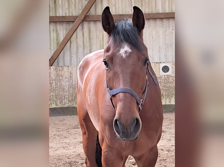 KWPN Hongre 5 Ans 168 cm Bai in Messel