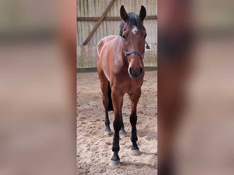 KWPN Hongre 5 Ans 168 cm Bai in Messel