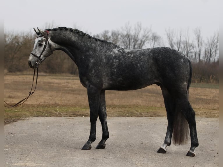KWPN Hongre 5 Ans 168 cm Gris pommelé in Csabacsűd