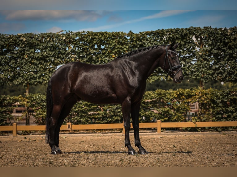 KWPN Hongre 5 Ans 168 cm Noir in Goch