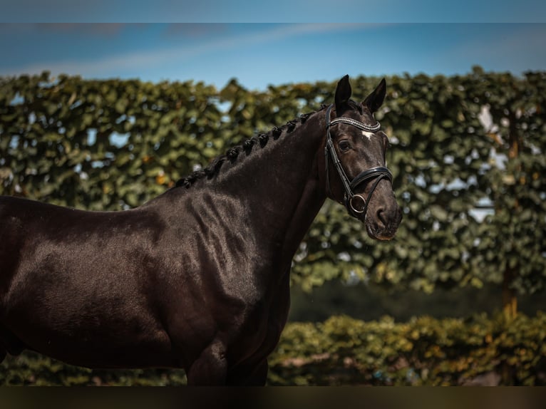 KWPN Hongre 5 Ans 168 cm Noir in Goch