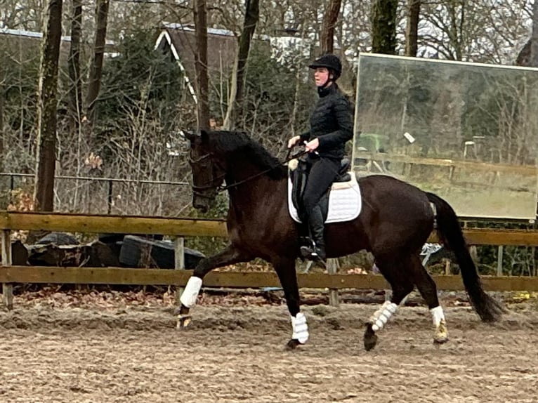 KWPN Hongre 5 Ans 169 cm Alezan brûlé in Soest