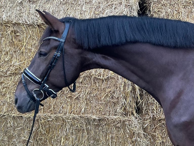 KWPN Hongre 5 Ans 169 cm Alezan brûlé in Soest