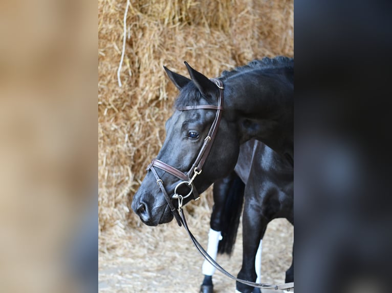 KWPN Hongre 5 Ans 169 cm Noir in Geilenkirchen