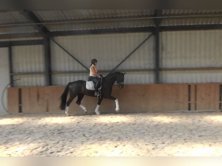 KWPN Hongre 5 Ans 169 cm Noir in M&#xF6;nchengladbach