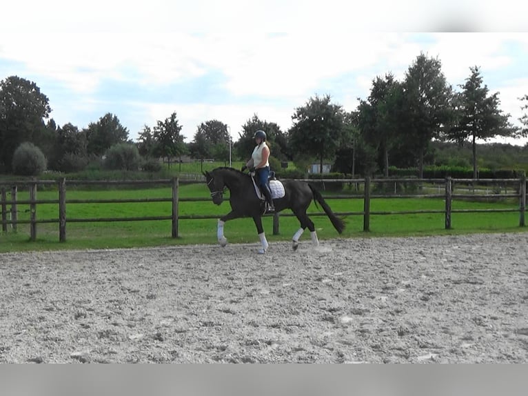 KWPN Hongre 5 Ans 169 cm Noir in M&#xF6;nchengladbach
