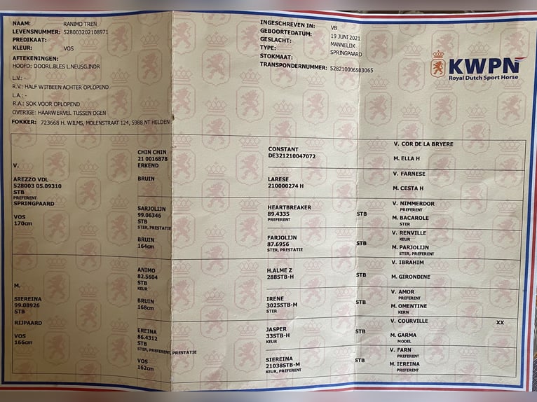 KWPN Hongre 5 Ans 170 cm Alezan brûlé in Bekescsaba