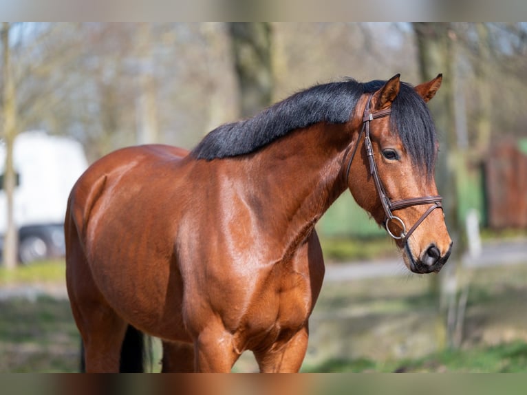 KWPN Hongre 5 Ans 170 cm Bai in GROTE-BROGEL