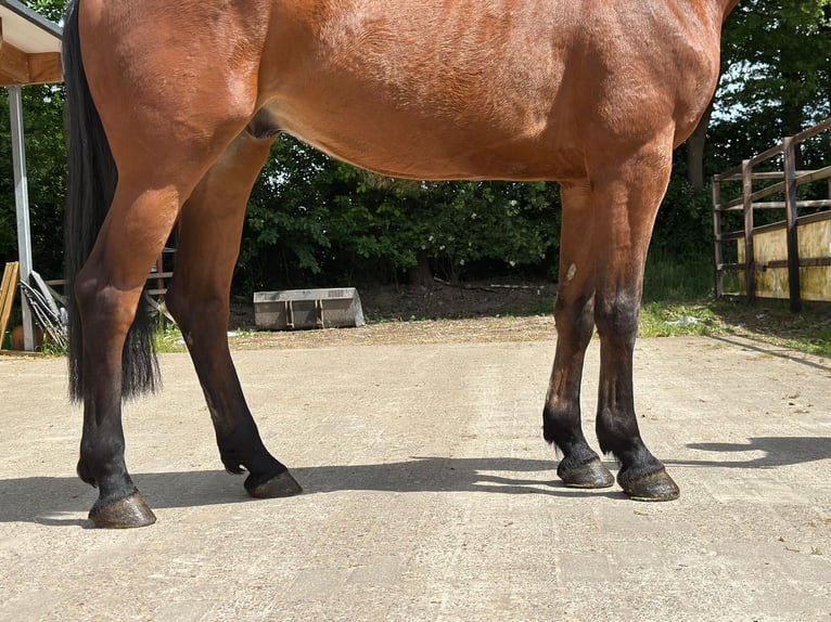 KWPN Hongre 5 Ans 170 cm Bai in GROTE-BROGEL