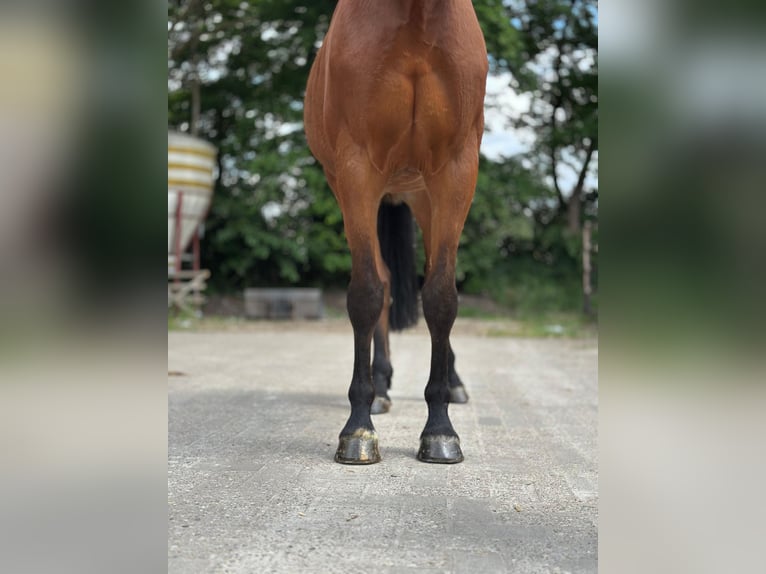 KWPN Hongre 5 Ans 170 cm Bai in GROTE-BROGEL