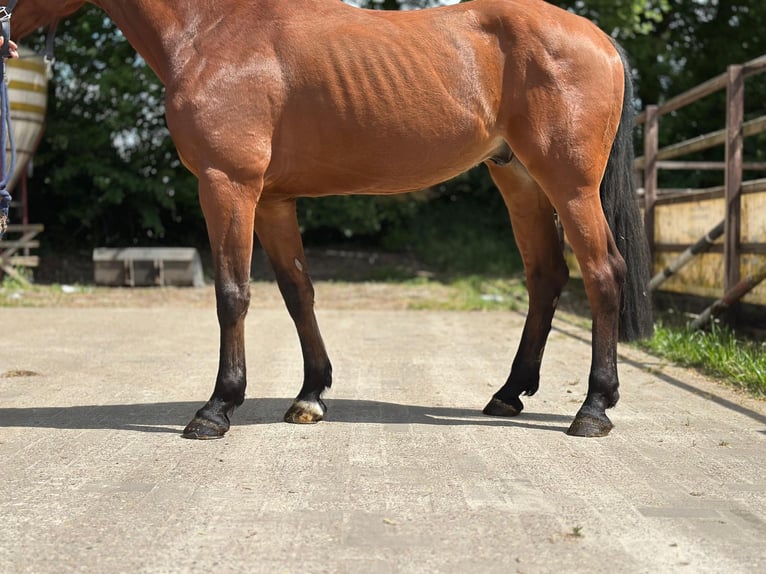 KWPN Hongre 5 Ans 170 cm Bai in GROTE-BROGEL