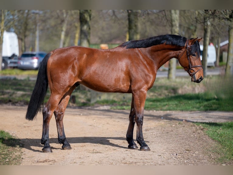 KWPN Hongre 5 Ans 170 cm Bai in GROTE-BROGEL
