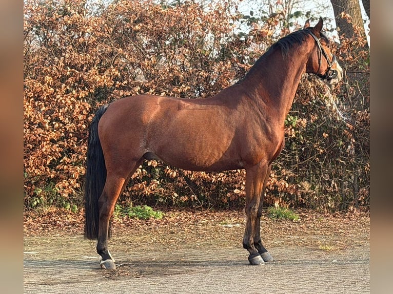 KWPN Hongre 5 Ans 170 cm Bai in Someren