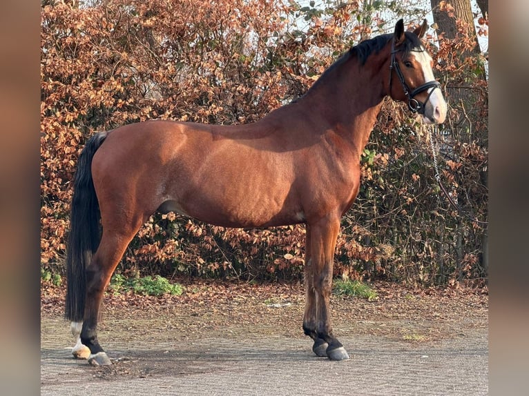 KWPN Hongre 5 Ans 170 cm Bai in Someren