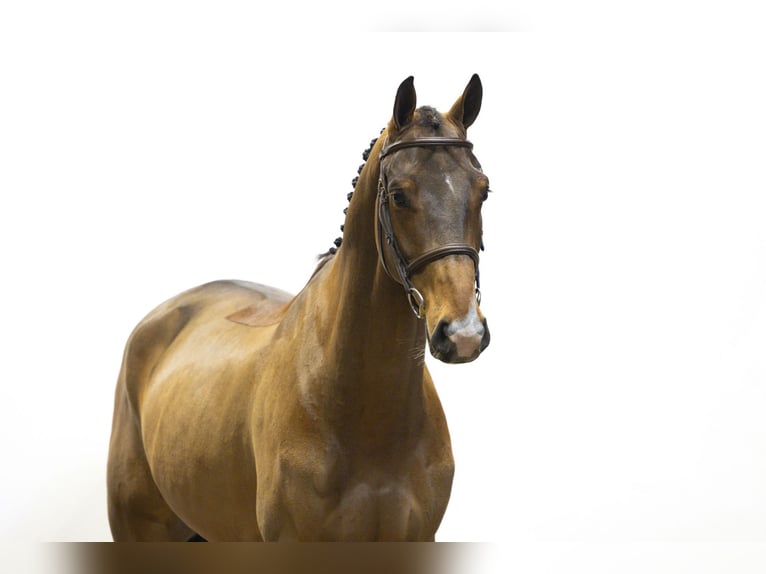 KWPN Hongre 5 Ans 170 cm Bai in Waddinxveen