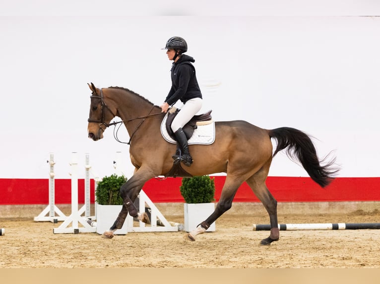 KWPN Hongre 5 Ans 170 cm Bai in Waddinxveen