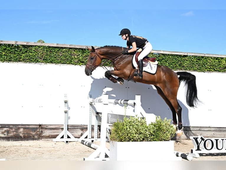 KWPN Hongre 5 Ans 170 cm Bai in Waddinxveen