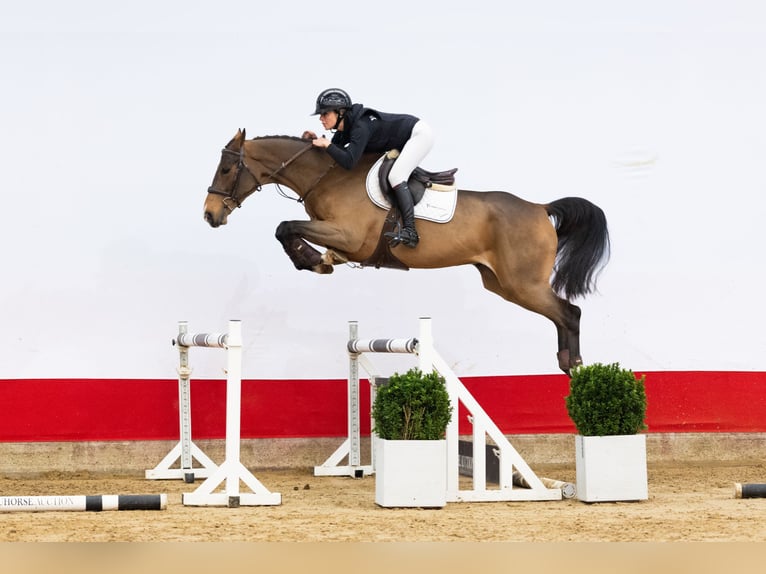 KWPN Hongre 5 Ans 170 cm Bai in Waddinxveen