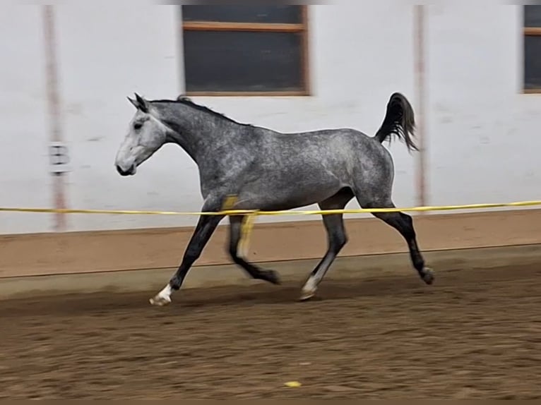KWPN Hongre 5 Ans 170 cm Gris in Békéscsaba