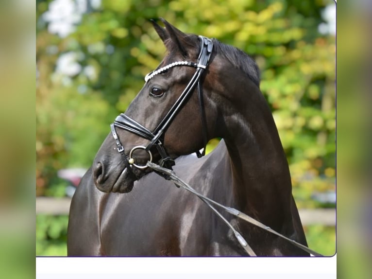 KWPN Hongre 5 Ans 170 cm Noir in Hohenbrunn