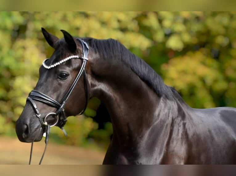 KWPN Hongre 5 Ans 170 cm Noir in Hohenbrunn