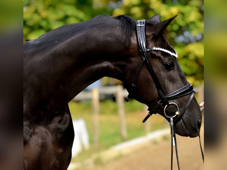 KWPN Hongre 5 Ans 170 cm Noir in Hohenbrunn