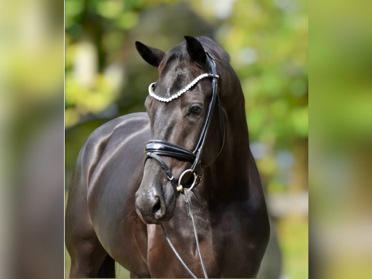 KWPN Hongre 5 Ans 170 cm Noir in Hohenbrunn