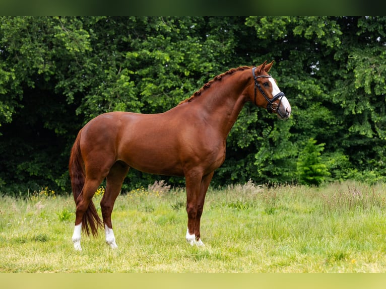 KWPN Hongre 5 Ans 171 cm Alezan in Sm