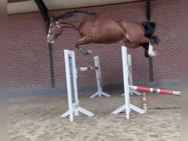 KWPN Hongre 5 Ans 171 cm in Someren