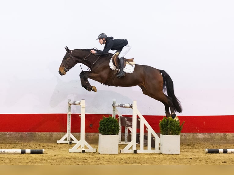 KWPN Hongre 5 Ans 171 cm  in Waddinxveen